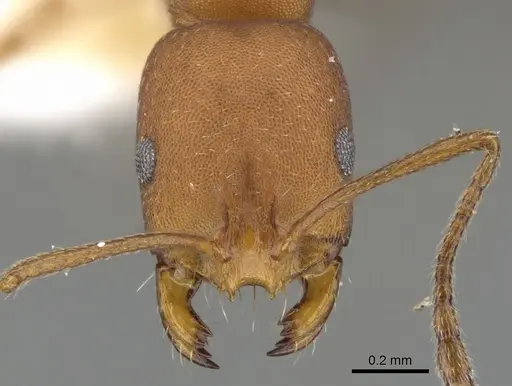 Monomorium westi specimen CASENT0902189 image casent0902189_2