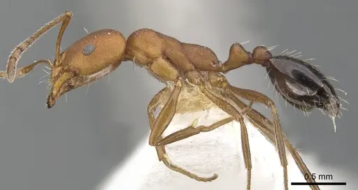 Monomorium westi specimen CASENT0902189 image casent0902189_3