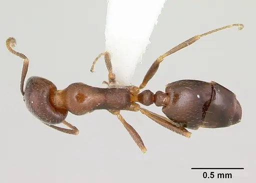 Monomorium willowmorense specimen CASENT0173592 image casent0173592_1
