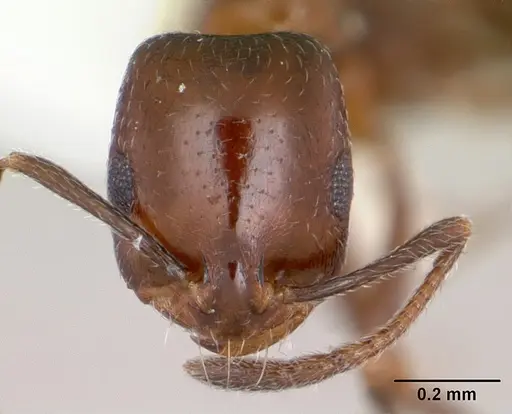Monomorium willowmorense specimen CASENT0173592 image casent0173592_2