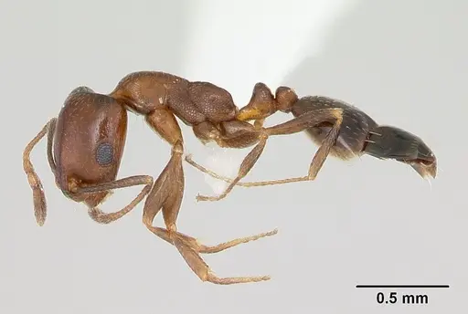 Monomorium willowmorense specimen CASENT0173592 image casent0173592_3
