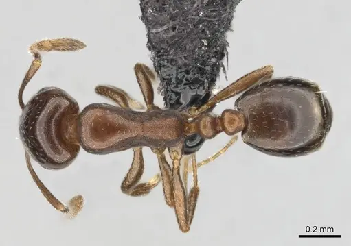 Monomorium willowmorense specimen CASENT0257473 image casent0257473_1
