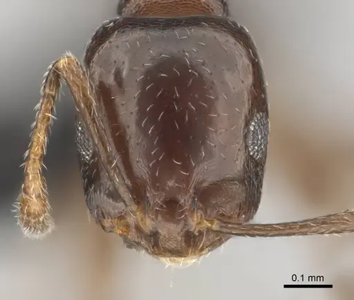 Monomorium willowmorense specimen CASENT0257473 image casent0257473_2