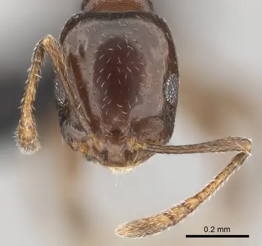 Monomorium willowmorense specimen CASENT0257473 image casent0257473_3