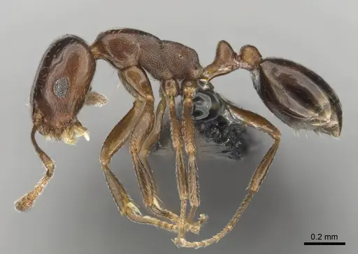 Monomorium willowmorense specimen CASENT0257473 image casent0257473_4