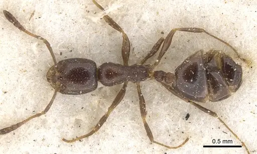 Monomorium willowmorense specimen CASENT0902199 image casent0902199_1