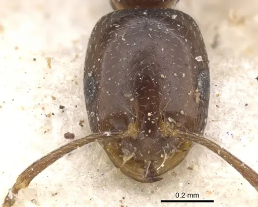 Monomorium willowmorense specimen CASENT0902199 image casent0902199_2