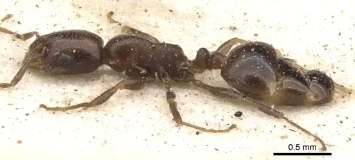 Monomorium willowmorense specimen CASENT0902199 image casent0902199_3
