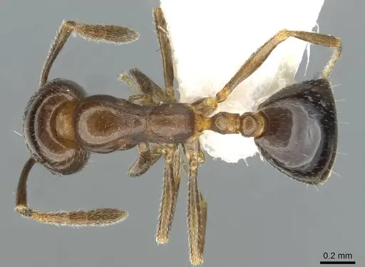 Monomorium wilsoni specimen CASENT0911200 image casent0911200_1