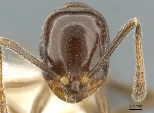 Monomorium wilsoni specimen CASENT0911200 image casent0911200_2