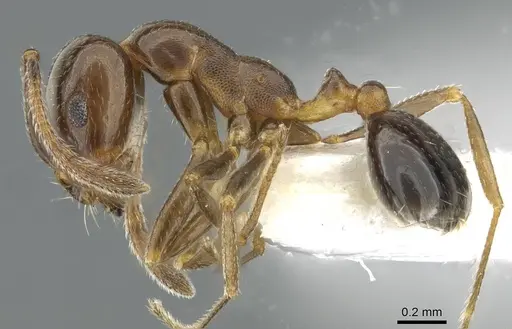 Monomorium wilsoni specimen CASENT0911200 image casent0911200_3