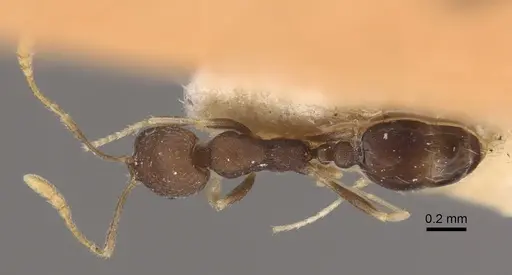 Monomorium wroughtoni specimen CASENT0917815 image casent0917815_1