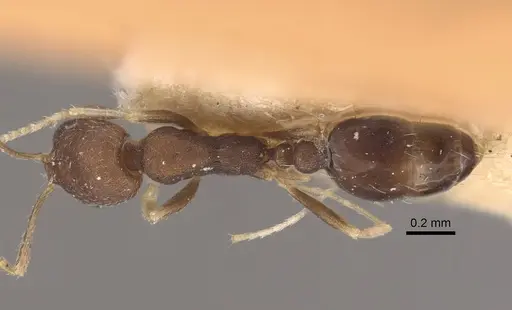 Monomorium wroughtoni specimen CASENT0917815 image casent0917815_2