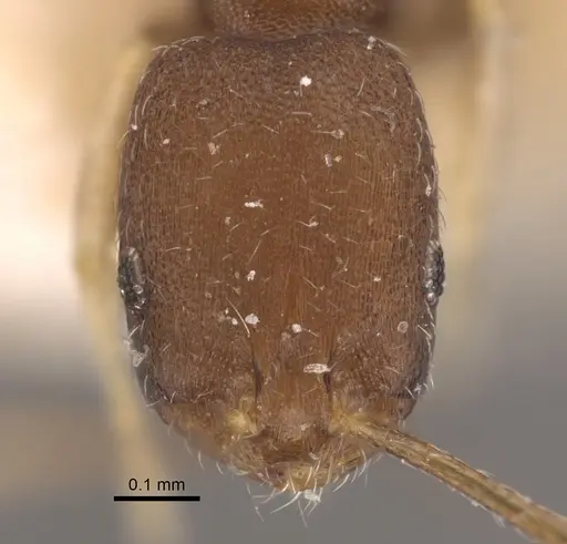 Monomorium wroughtoni specimen CASENT0917815 image casent0917815_3