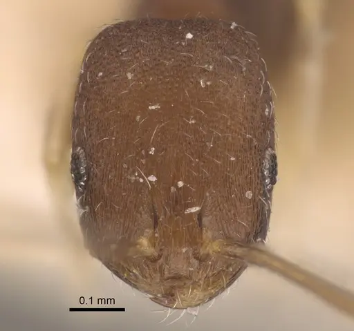 Monomorium wroughtoni specimen CASENT0917815 image casent0917815_4