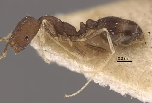 Monomorium wroughtoni specimen CASENT0917815 image casent0917815_5