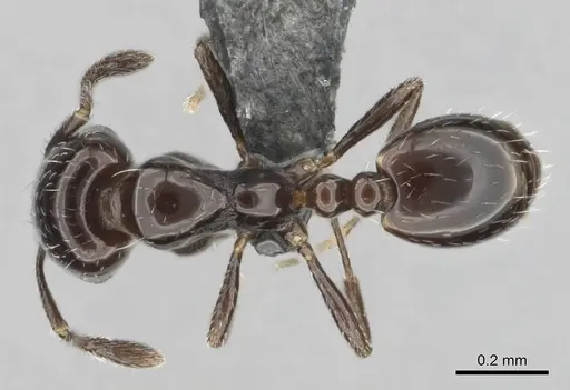 Monomorium xanthognathum specimen CASENT0814877 image casent0814877_1