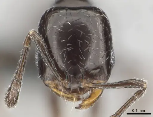 Monomorium xanthognathum specimen CASENT0814877 image casent0814877_2