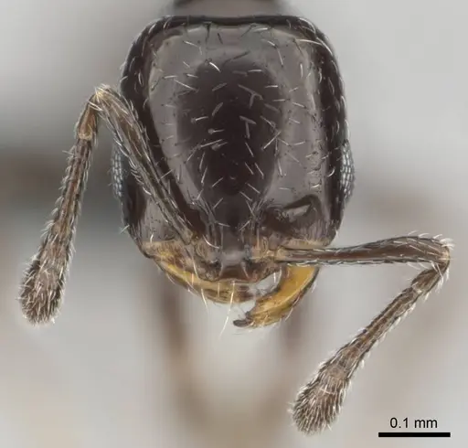Monomorium xanthognathum specimen CASENT0814877 image casent0814877_3