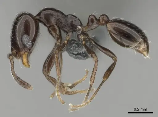 Monomorium xanthognathum specimen CASENT0814877 image casent0814877_4