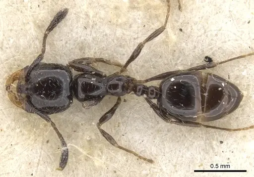 Monomorium xanthognathum specimen CASENT0902187 image casent0902187_1