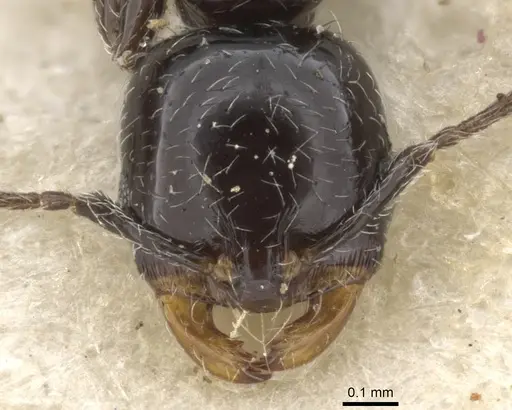 Monomorium xanthognathum specimen CASENT0902187 image casent0902187_2