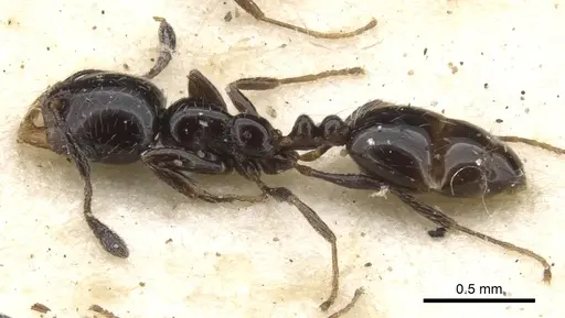 Monomorium xanthognathum specimen CASENT0902187 image casent0902187_3