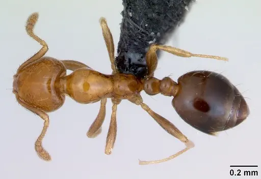 Monomorium xuthosoma specimen CASENT0016361 image casent0016361_1