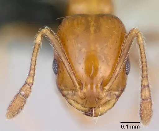 Monomorium xuthosoma specimen CASENT0016361 image casent0016361_2