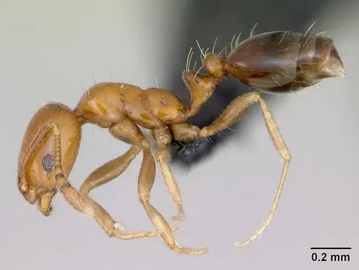 Monomorium xuthosoma specimen CASENT0016361 image casent0016361_3
