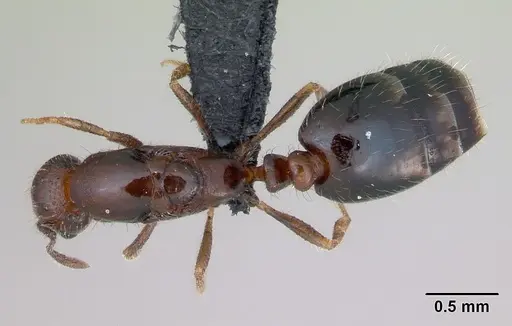 Monomorium xuthosoma specimen CASENT0020421 image casent0020421_1