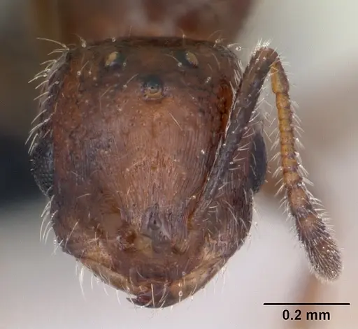 Monomorium xuthosoma specimen CASENT0020421 image casent0020421_2