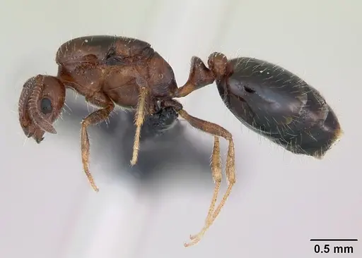 Monomorium xuthosoma specimen CASENT0020421 image casent0020421_3