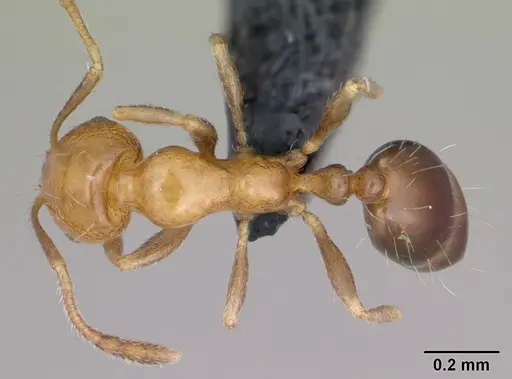 Monomorium xuthosoma specimen CASENT0020507 image casent0020507_1