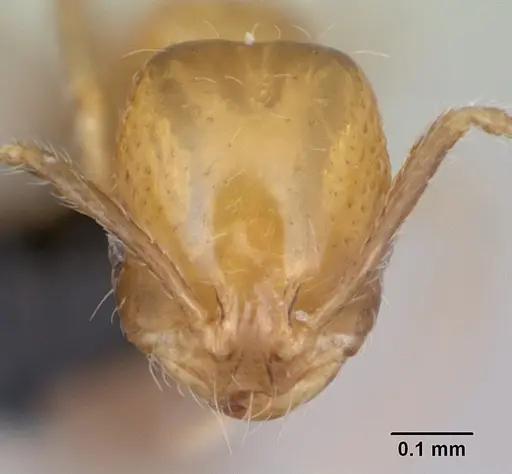 Monomorium xuthosoma specimen CASENT0020507 image casent0020507_2