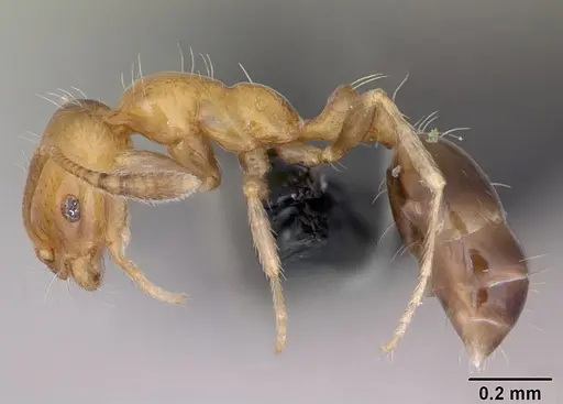 Monomorium xuthosoma specimen CASENT0020507 image casent0020507_3