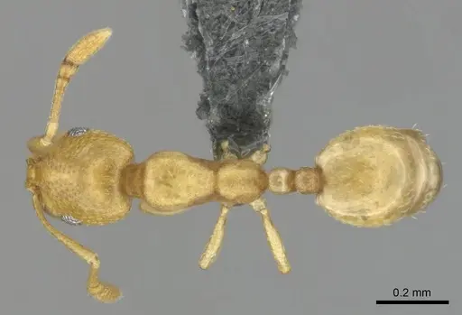 Monomorium zulu specimen CASENT0257216 image casent0257216_1