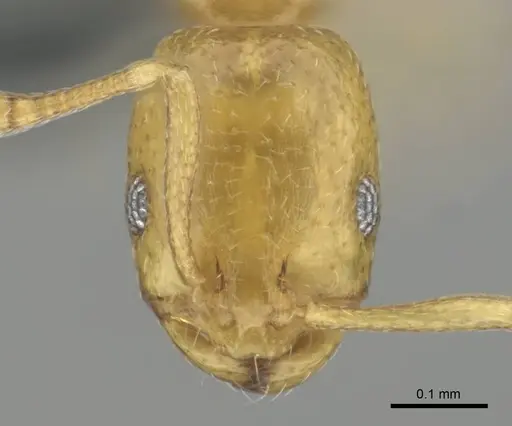 Monomorium zulu specimen CASENT0257216 image casent0257216_2