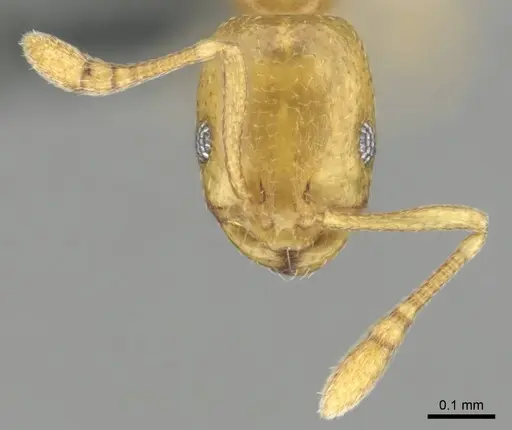 Monomorium zulu specimen CASENT0257216 image casent0257216_3