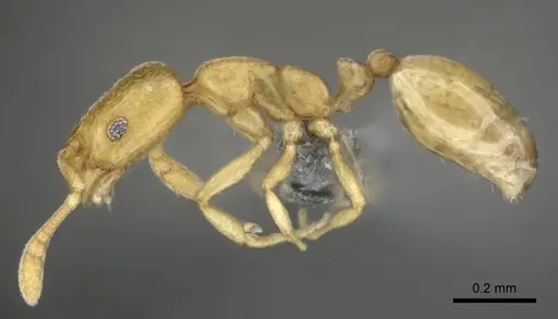 Monomorium zulu specimen CASENT0257216 image casent0257216_4