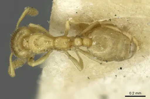 Monomorium zulu specimen CASENT0913866 image casent0913866_1