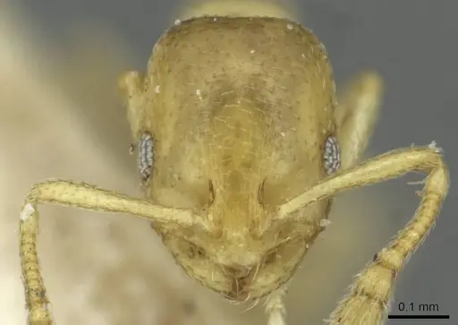 Monomorium zulu specimen CASENT0913866 image casent0913866_2