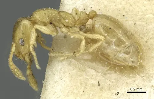 Monomorium zulu specimen CASENT0913866 image casent0913866_3