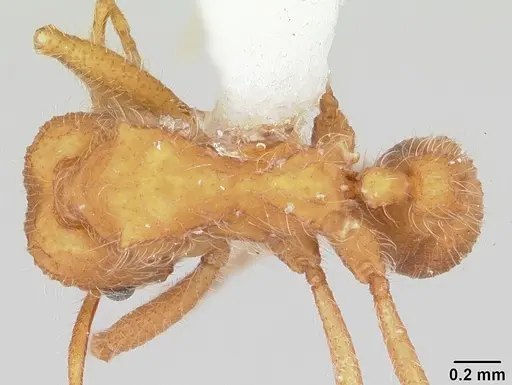 Mycetagroicus cerradensis specimen CASENT0103121 image casent0103121_1