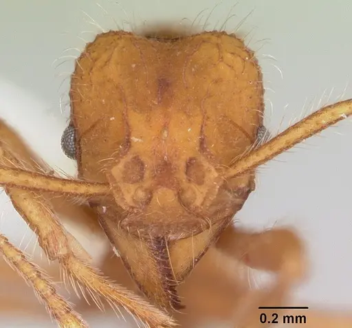 Mycetagroicus cerradensis specimen CASENT0103121 image casent0103121_2