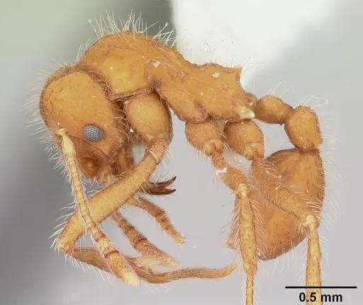 Mycetagroicus cerradensis specimen CASENT0103121 image casent0103121_3