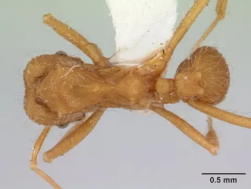 Mycetagroicus cerradensis specimen CASENT0178478 image casent0178478_1