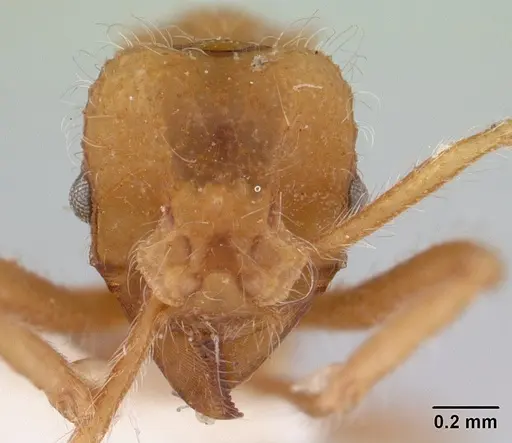Mycetagroicus cerradensis specimen CASENT0178478 image casent0178478_2