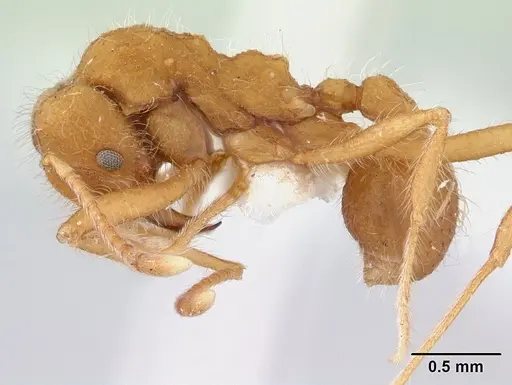 Mycetagroicus cerradensis specimen CASENT0178478 image casent0178478_3
