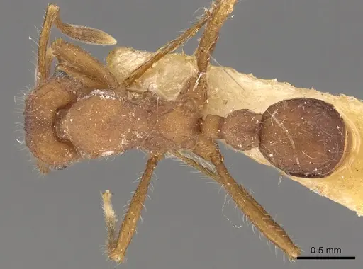 Mycetagroicus cerradensis specimen CASENT0901690 image casent0901690_1